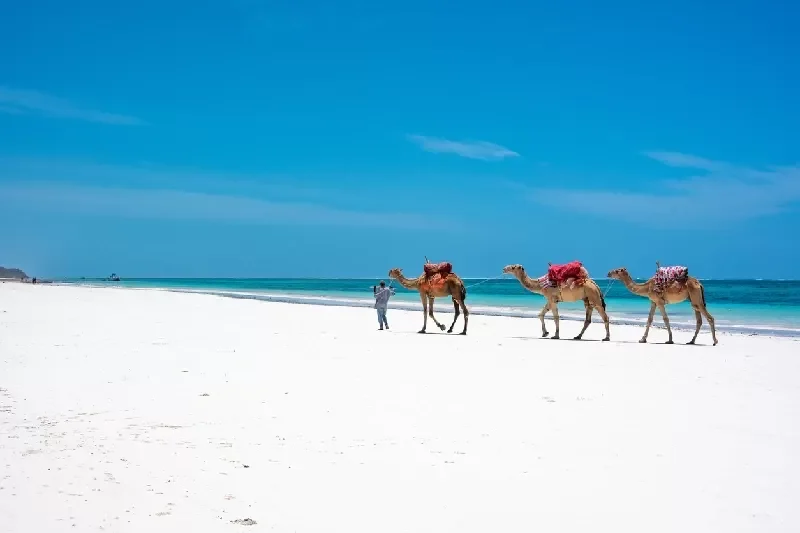 Kenyan Safari and Beach Honeymoon Package